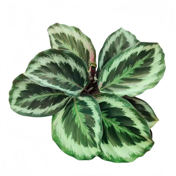 Calathea roseopicta‘Shinestar’