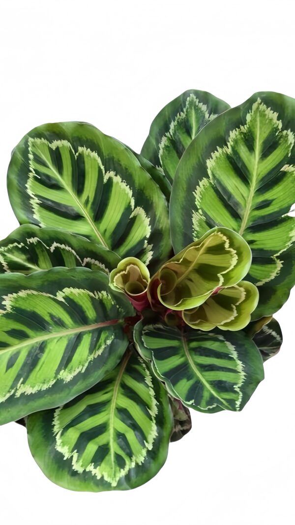 Calathea Illustris - 图片 2