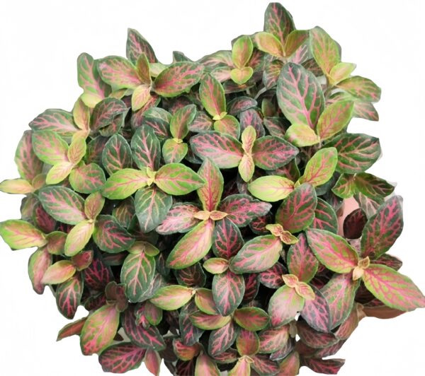 Fittonia feicui