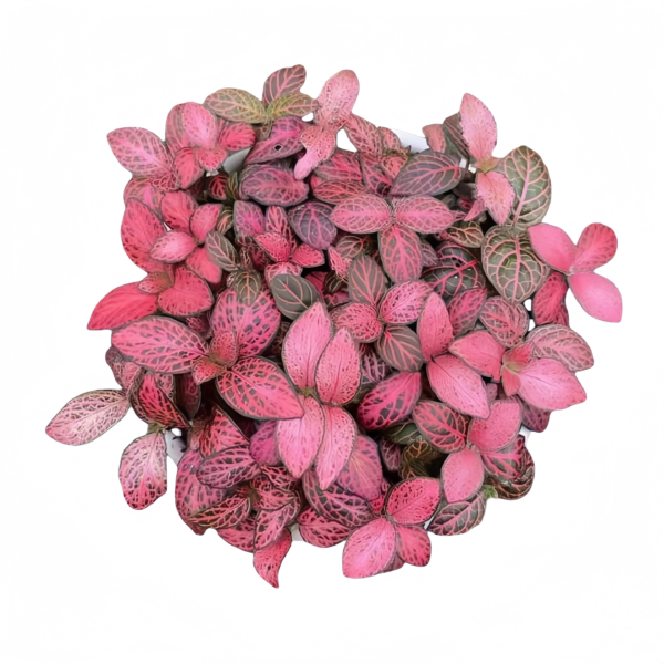 Fittonia feiyun - 图片 2