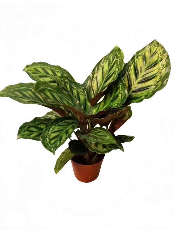 Calathea Flamesta