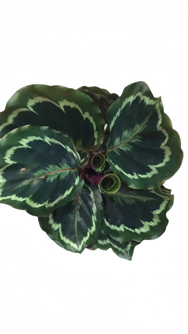 Calathea Medallion - 图片 2