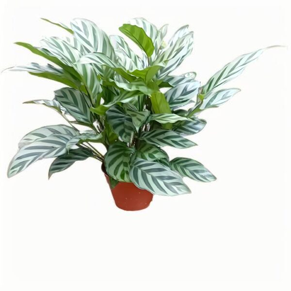 Calathea Freddy - 图片 3