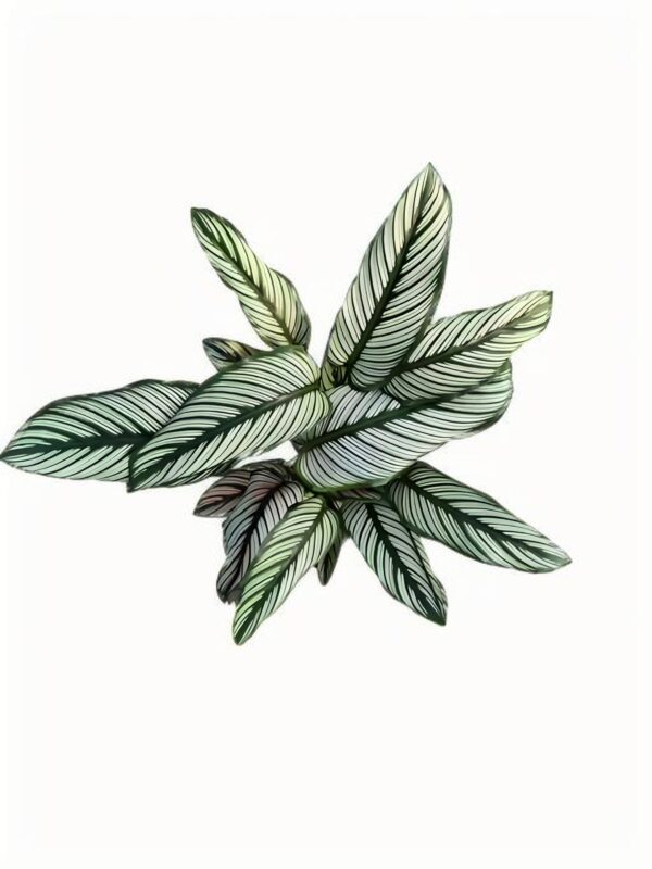 Calathea majestica‘White Star’ - 图片 2