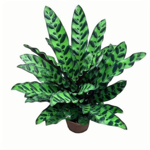 Calathea Insignis