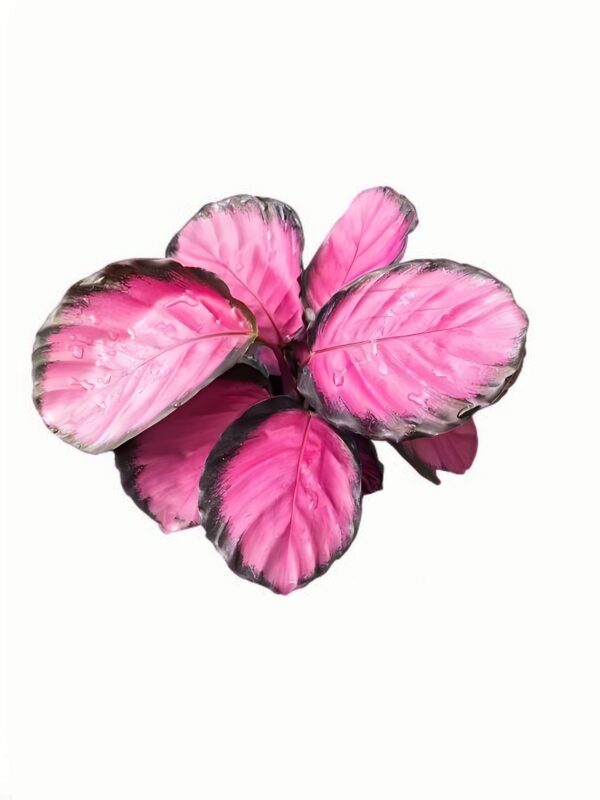 Calathea Purple Rose
