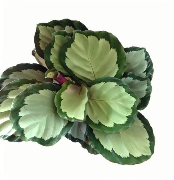 Calathea rosy clouds(corona)