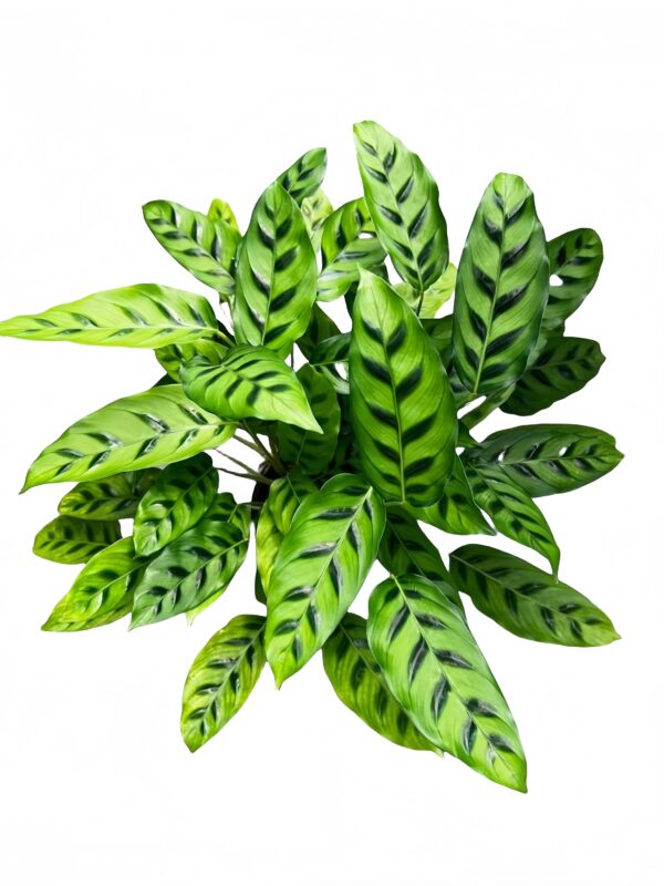 Calathea Leopardina