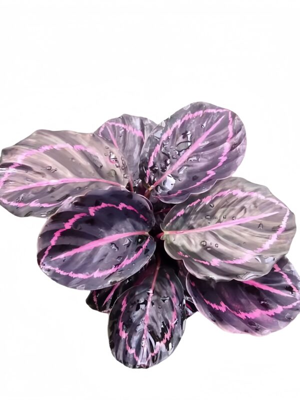 Calathea roseopicta 'Dottie' - 图片 2