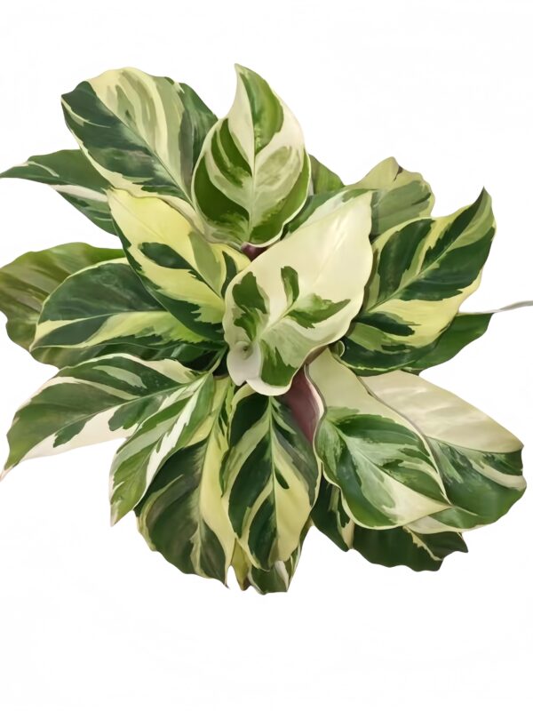 Calathea‘Thai Beauty’