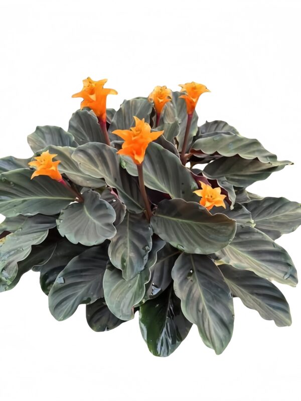Calathea crocata