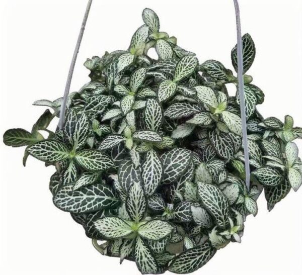 Fittonia Lovers