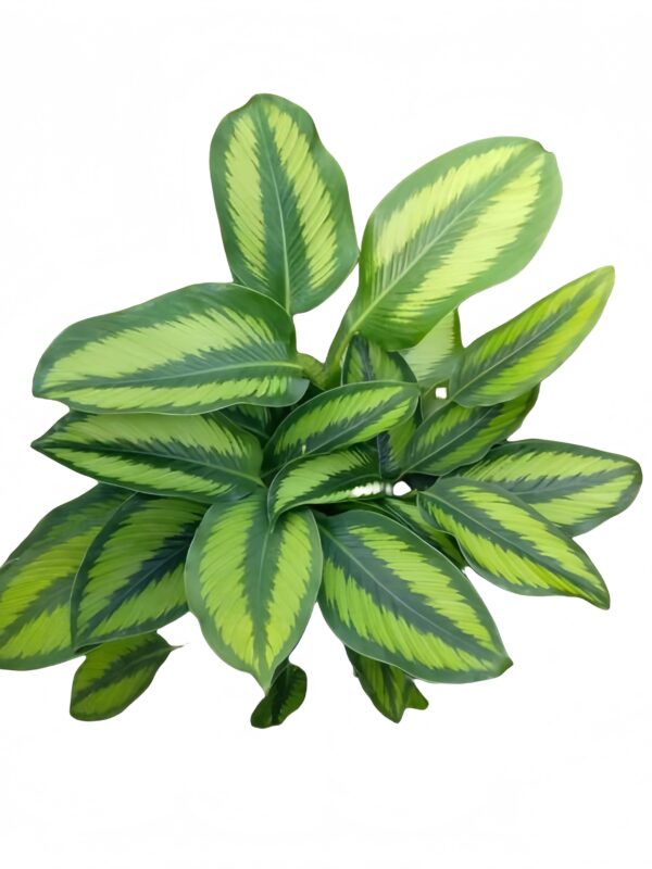 Calathea Beauty Star