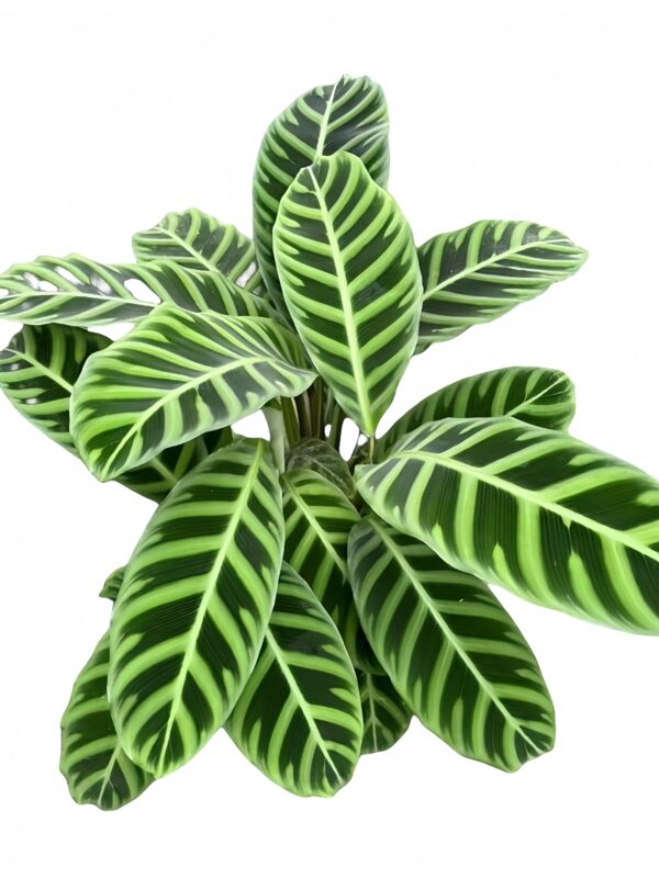 Calathea Zebrina - 图片 2