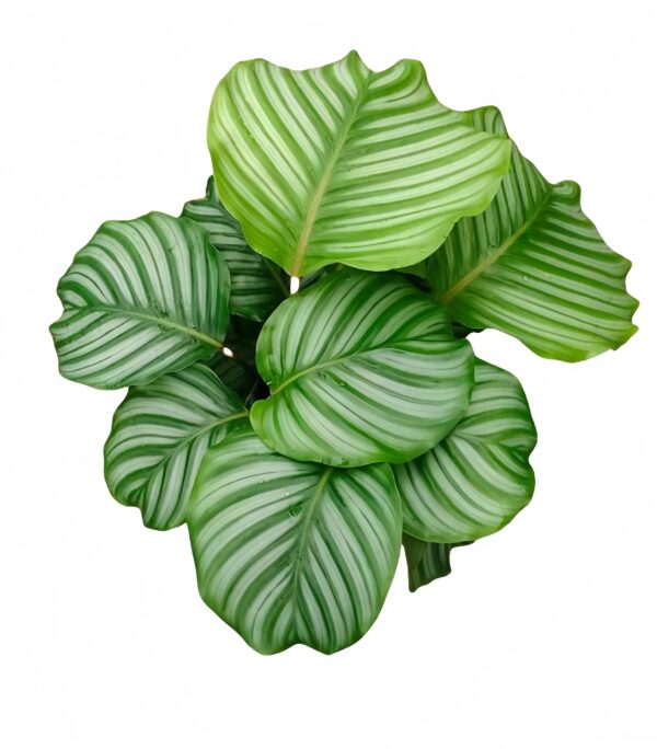 Calathea orbifolia