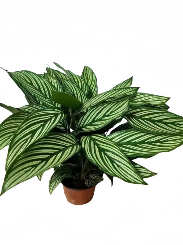 Calathea Vittata