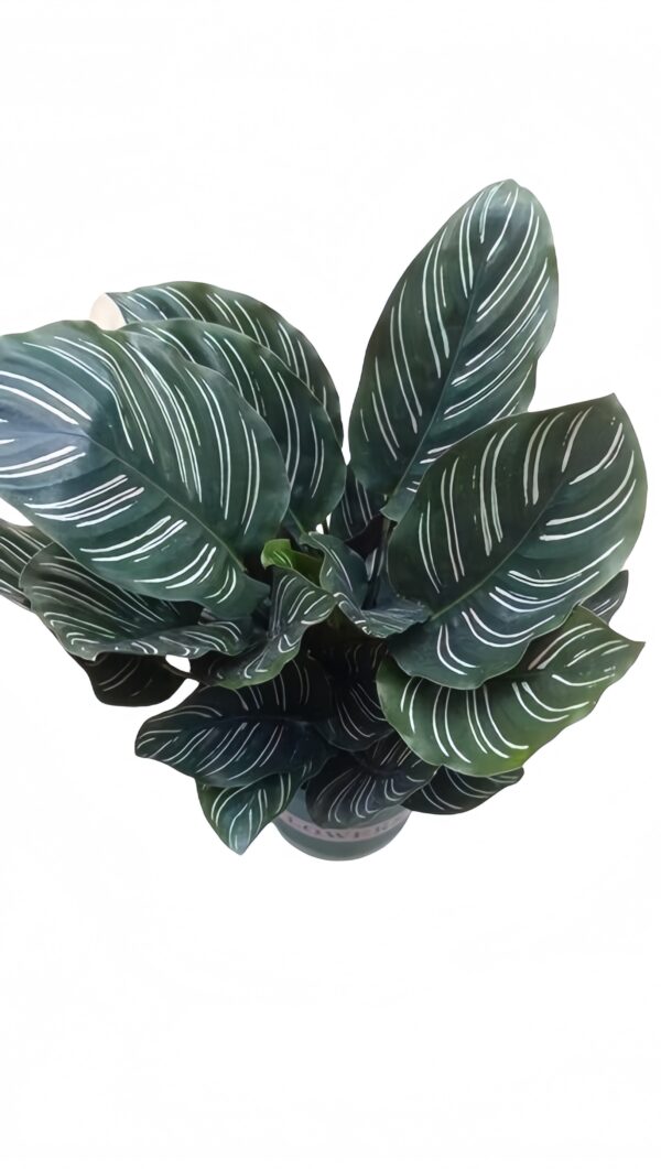 Calathea Ornata ‘Sanderiana’ - 图片 2