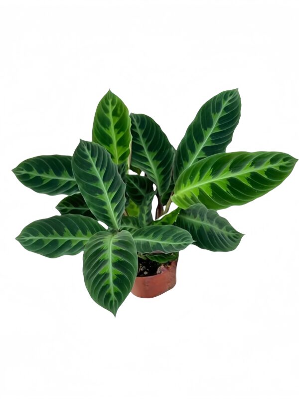 Calathea Warszewiczii - 图片 2