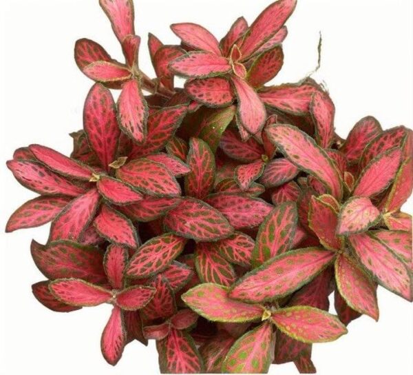 Fittonia ruyi - 图片 2
