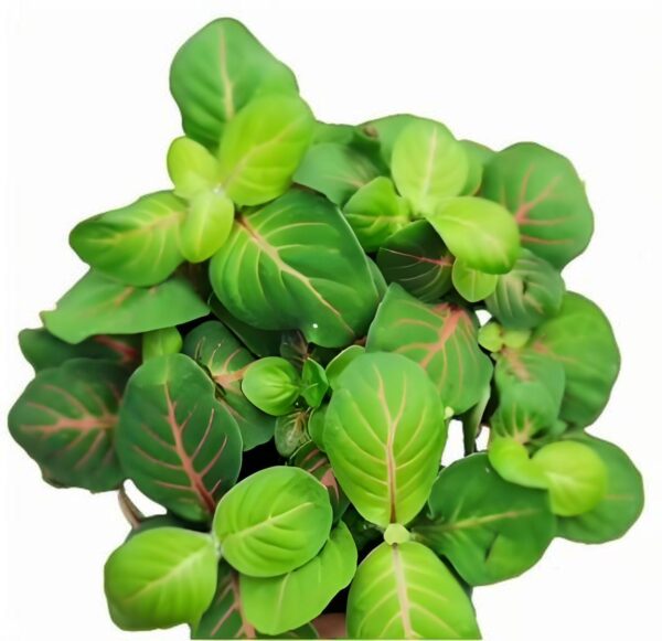 Fittonia xialian - 图片 2