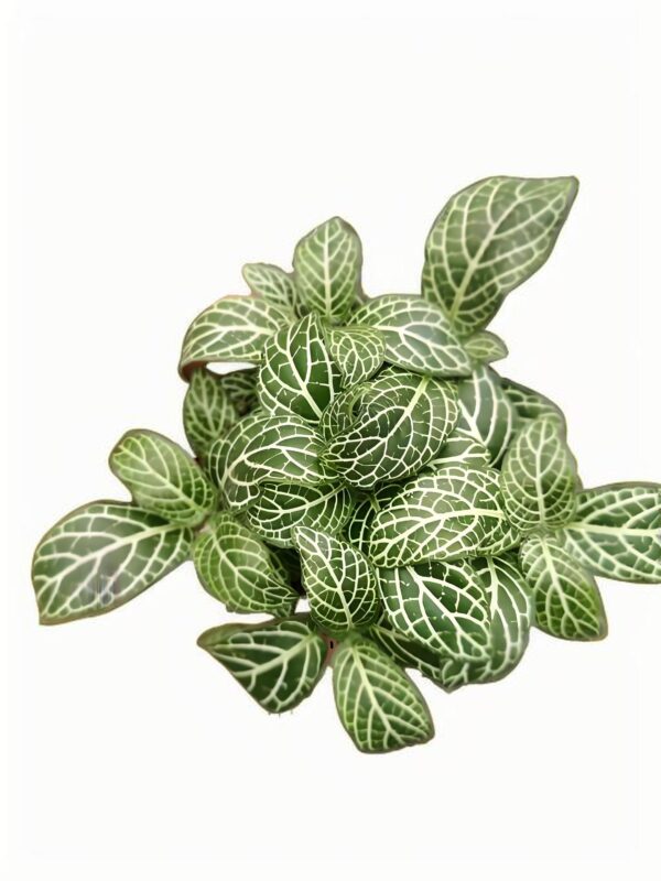 Fittonia Little Starlight - 图片 2