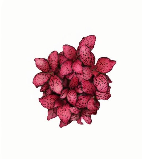 Fittonia Fireworks - 图片 2