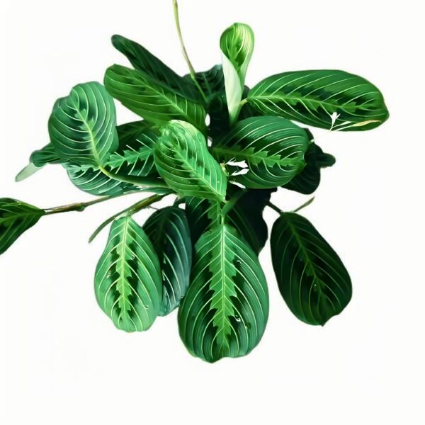 Maranta leuconeura ‘Lemon Lime’ - 图片 2