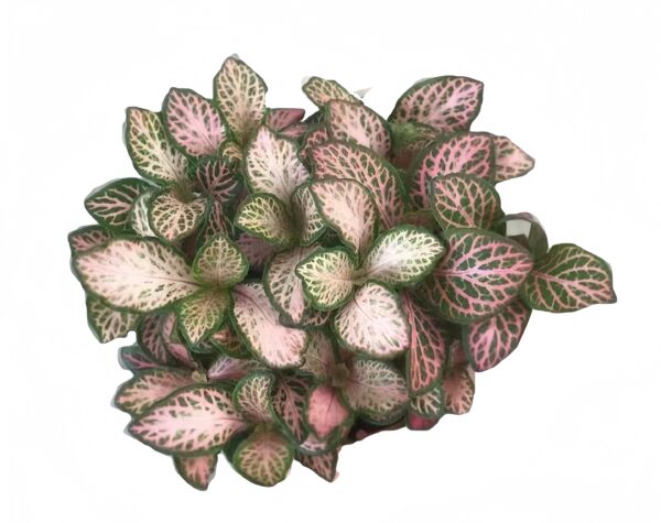 Fittonia Pink Star