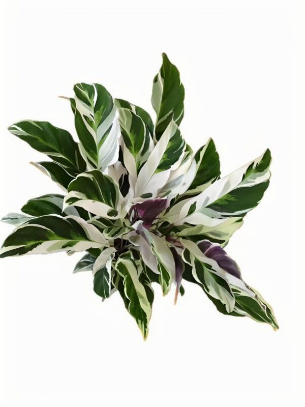Calathea‘Fusion White’