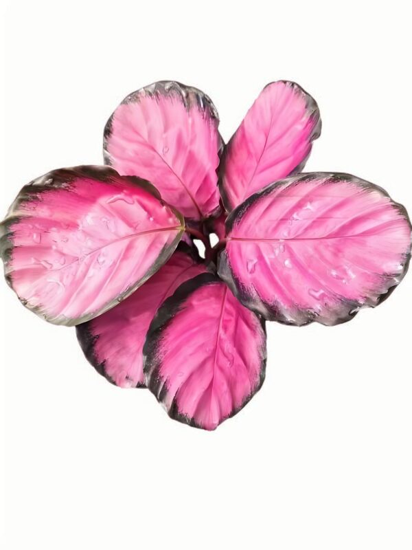 Calathea Purple Rose - 图片 3