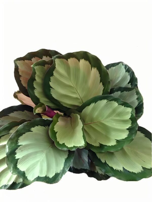 Calathea rosy clouds(corona) - 图片 3