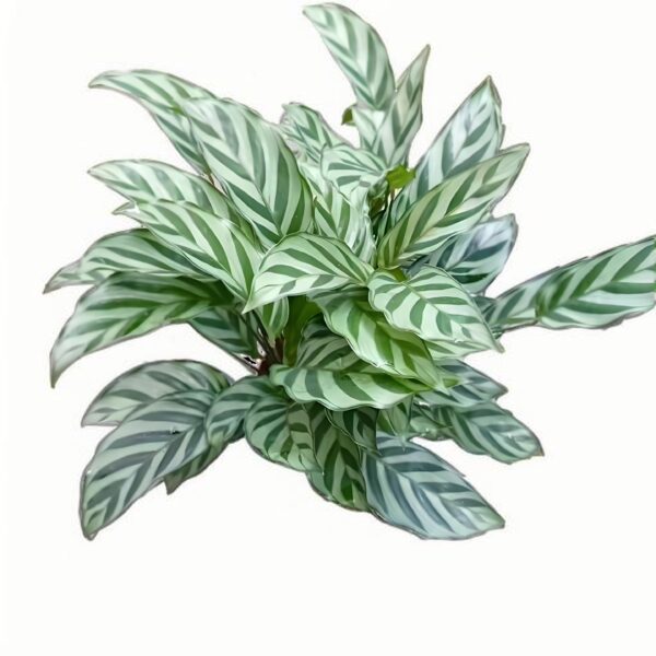 Calathea Freddy - 图片 4