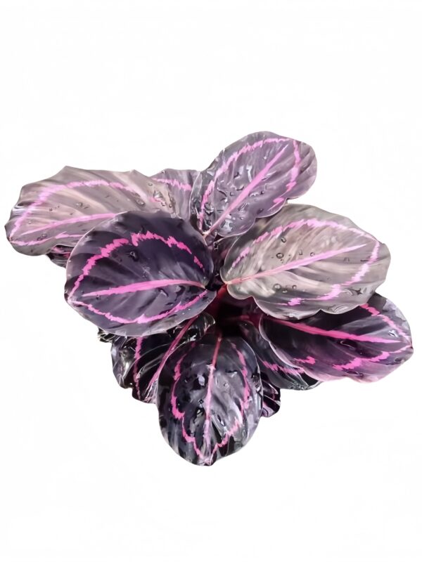 Calathea roseopicta 'Dottie'