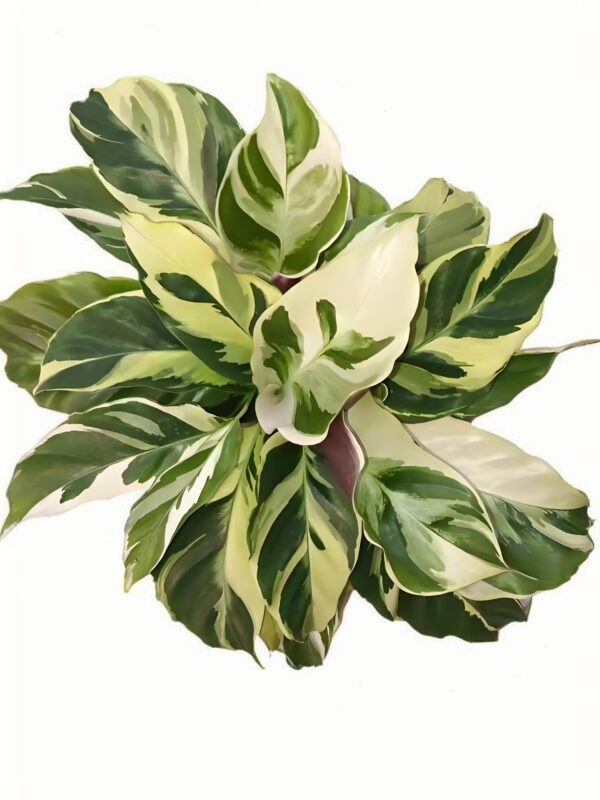 Calathea‘Thai Beauty’ - 图片 3