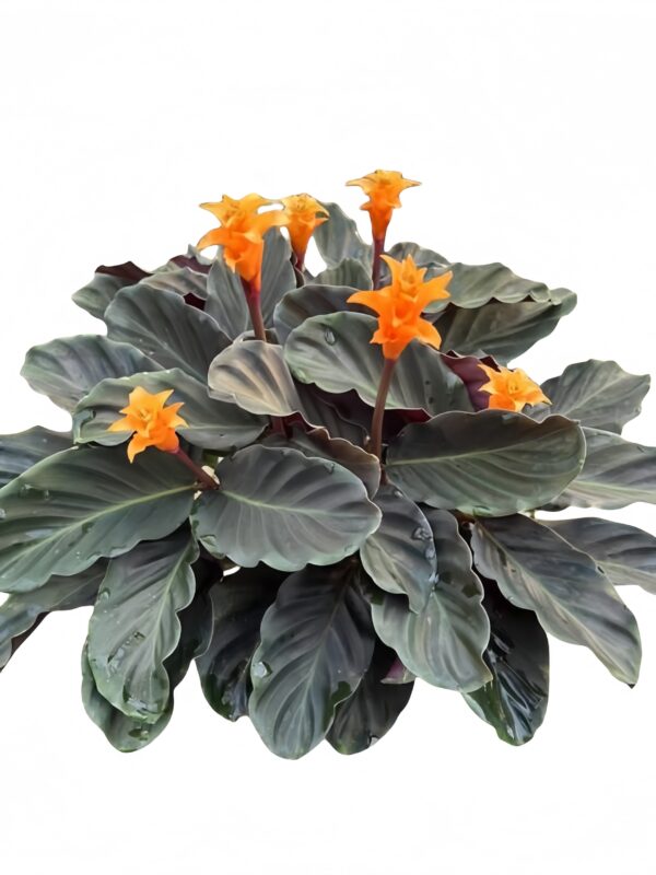 Calathea crocata - 图片 3