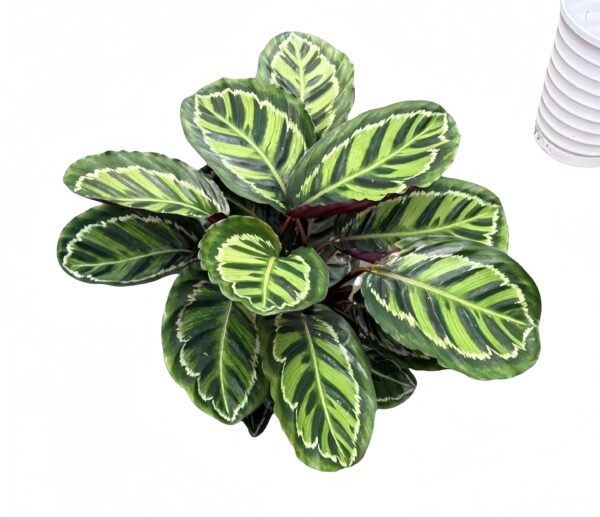Calathea Illustris