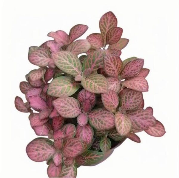 Fittonia Hongyan