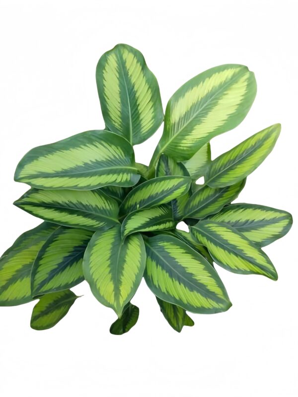 Calathea Beauty Star - 图片 3