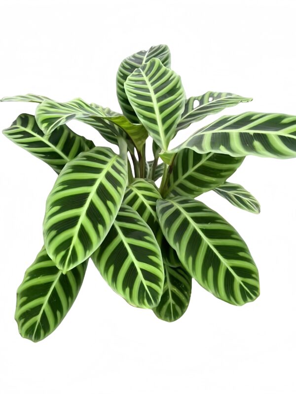 Calathea Zebrina