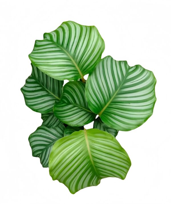 Calathea orbifolia - 图片 3