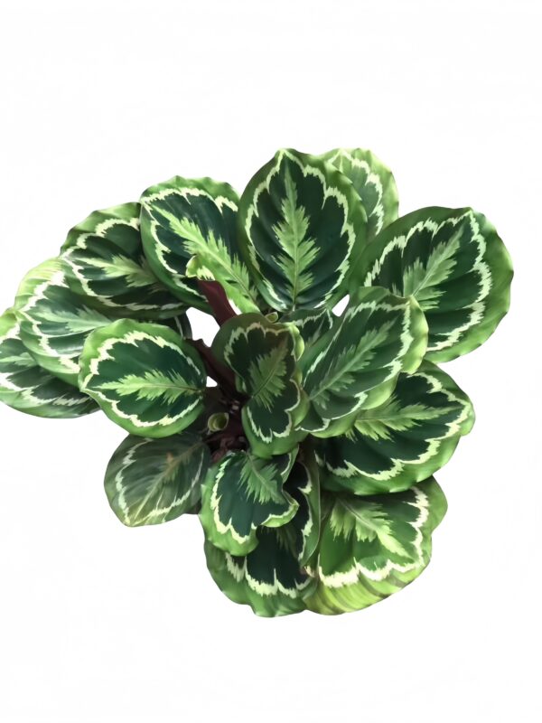 Calathea Medallion