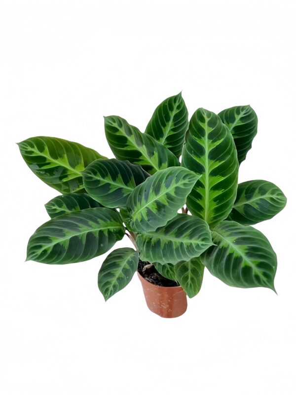 Calathea Warszewiczii