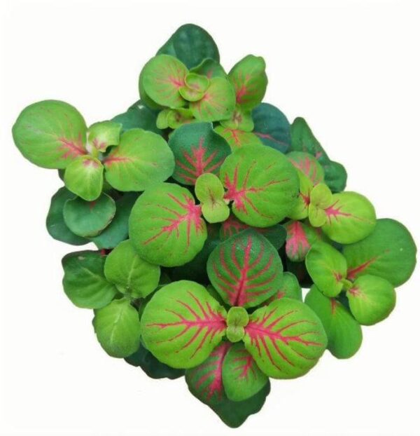 Fittonia xialian