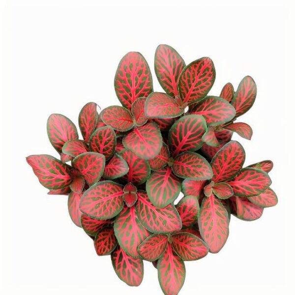 Fittonia Small flame