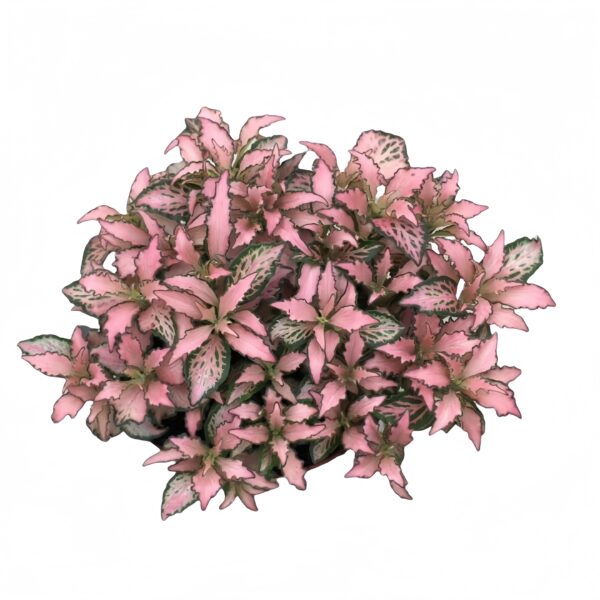 Fittonia pink