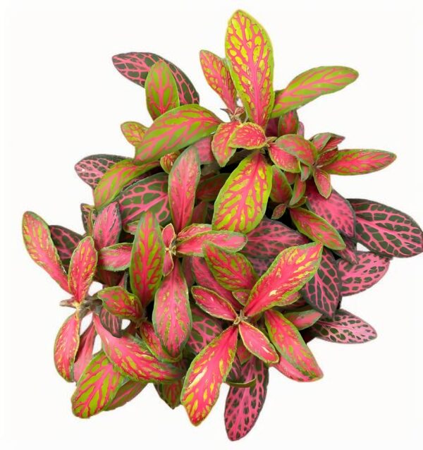 Fittonia ruyi