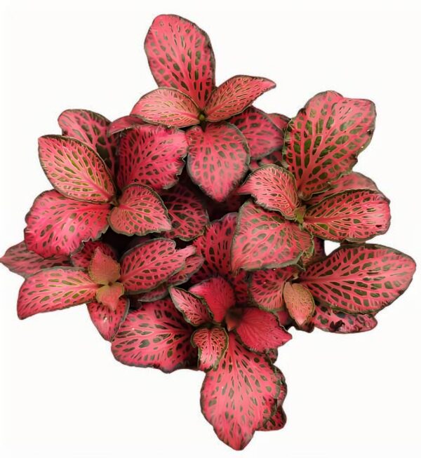 Fittonia Fireworks