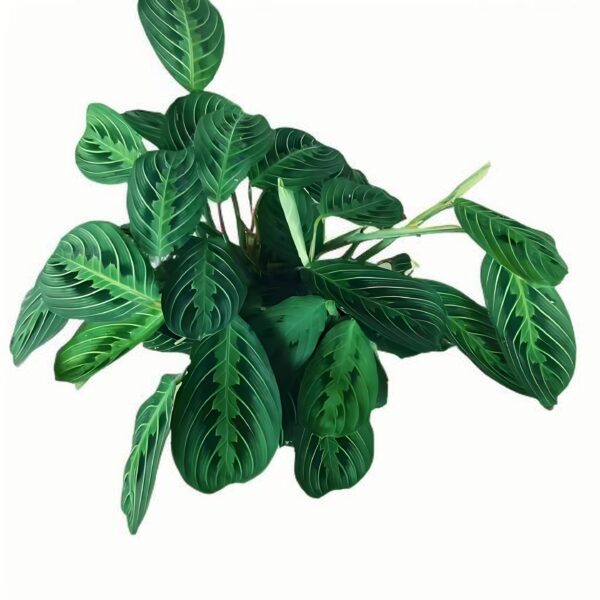 Maranta leuconeura ‘Lemon Lime’