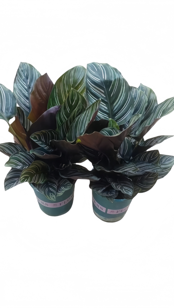 Calathea Ornata ‘Sanderiana’